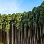 A más eucaliptos, menos aves forestales: no les ofrecen ni alimento ni refugio