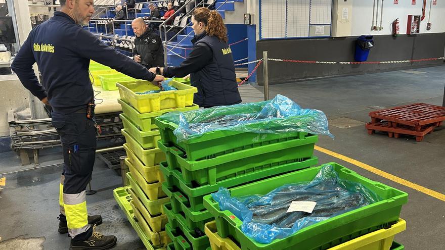 Animada subasta en la rula de Avilés esta madrugada: se subastaron miles de kilos «de variado»