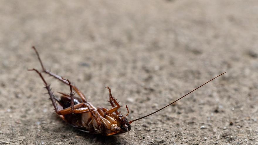 ¿Sabías que la alergia a las cucarachas está relacionada con las gambas y camarones? Descubre por qué