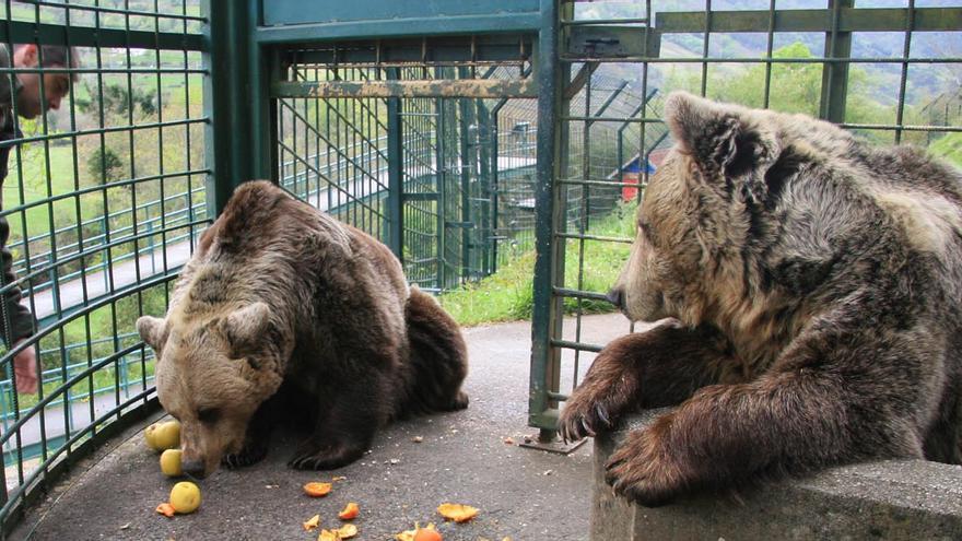 EN IMÁGENES: Así fue la vida de la osa «Paca» en el cercado de los Valles del Trubia