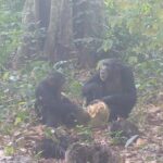 Captado por primera vez un grupo de chimpancés salvajes tomando alcohol en comunidad: «¿Estarán borrachos?»