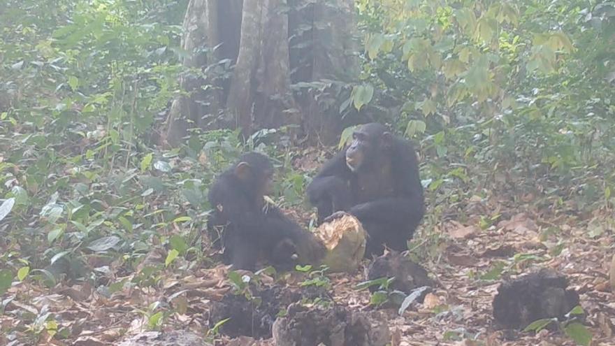Captado por primera vez un grupo de chimpancés salvajes tomando alcohol en comunidad: «¿Estarán borrachos?»