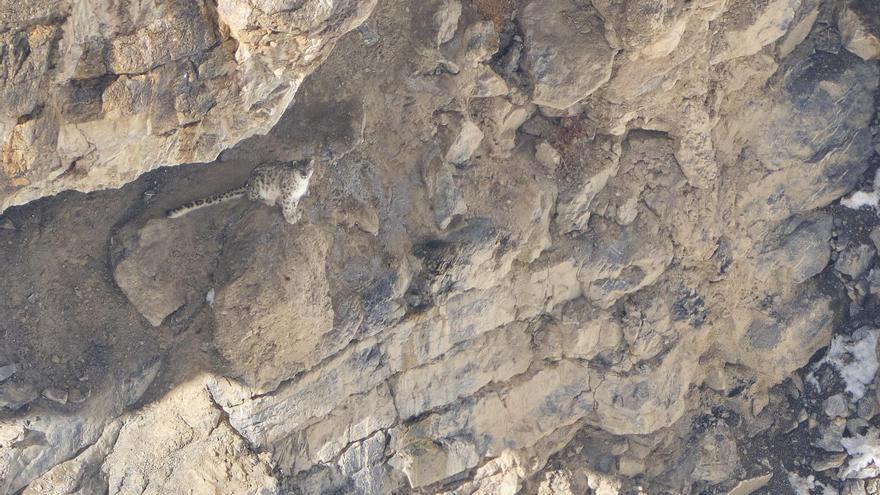 Fotografiar al fantasma del Himalaya: El sueño cumplido del español Óliver Martínez
