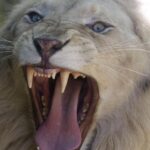 Un león mata a una adolescente en Kenia