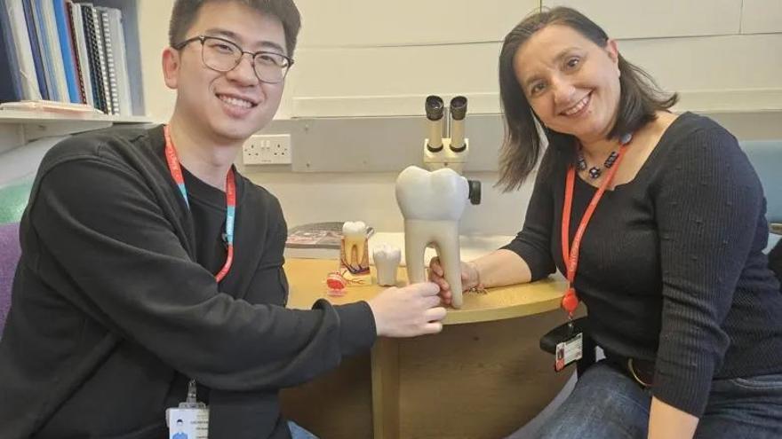 Revolución dental: dientes vivos cultivados en laboratorio podrían reemplazar los implantes