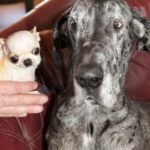 Encuentro histórico: el perro más grande y el más pequeño del mundo se conocen por primera vez