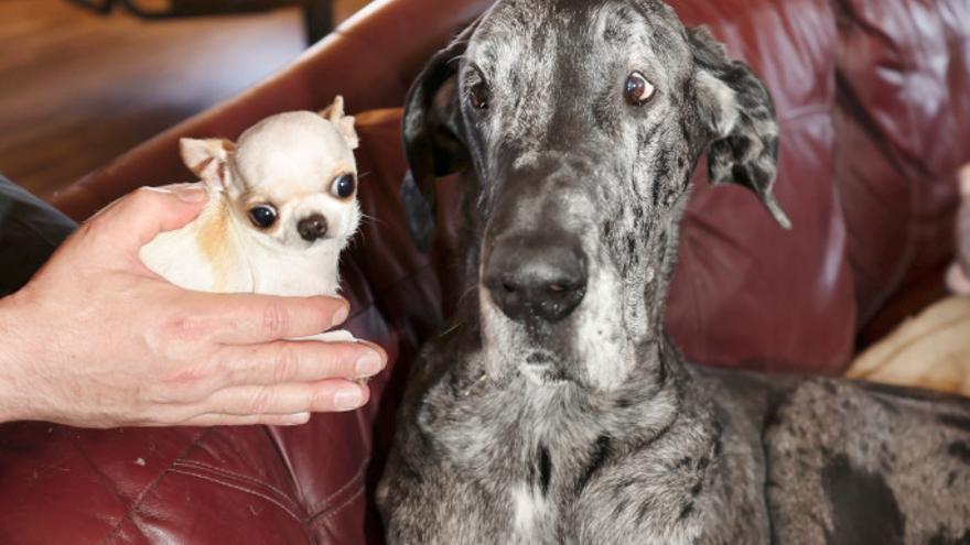 Encuentro histórico: el perro más grande y el más pequeño del mundo se conocen por primera vez