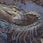 Confirman que la primera ave voladora fue un dinosaurio que vivió hace 150 millones de años