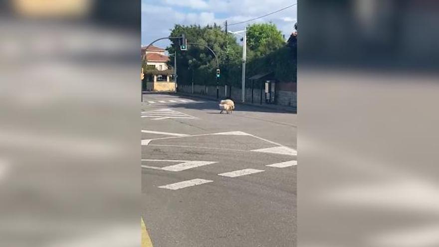 Dos ovejas a la fuga en Gijón:  «¿Pero alguien nos puede explicar de dónde salieron?»