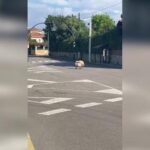 VÍDEO: Así fue inesperada visita de unas ovejas en Somió