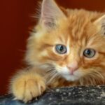 Por qué los gatos naranjas son (aún más) especiales: descubierta la enigmática mutación genética que explica por qué hay felinos dorados