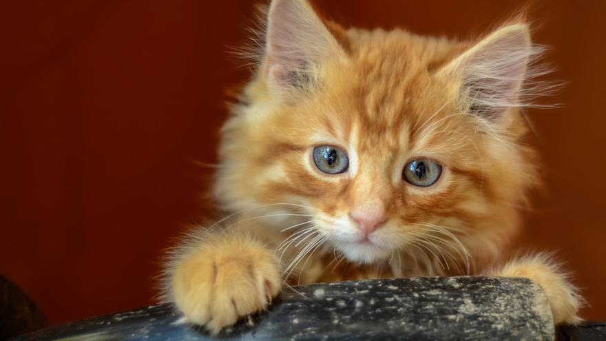 Aclarado el secreto genético del gato naranja: una eliminación en el cromosoma X resuelve un enigma centenario