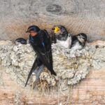 Las aves migratorias ya están aquí: destruir sus nidos es una infracción grave