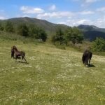 Los ganaderos del Llosorio exigen que el monte quede «libre de lobos»