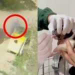 Pillado arrojando cuatro cachorros de perro a la basura con signos de maltrato en Zaragoza