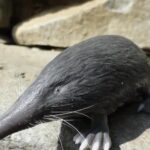 Este es el misterioso y discreto mamífero asturiano que se incorpora al listado de especies en peligro de extinción
