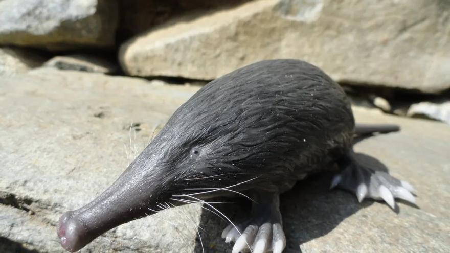 Este es el misterioso y discreto mamífero asturiano que se incorpora al listado de especies en peligro de extinción