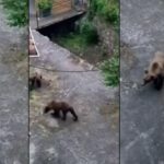 Dos osos jóvenes buscan comida en Almurfe (Belmonte de Miranda)