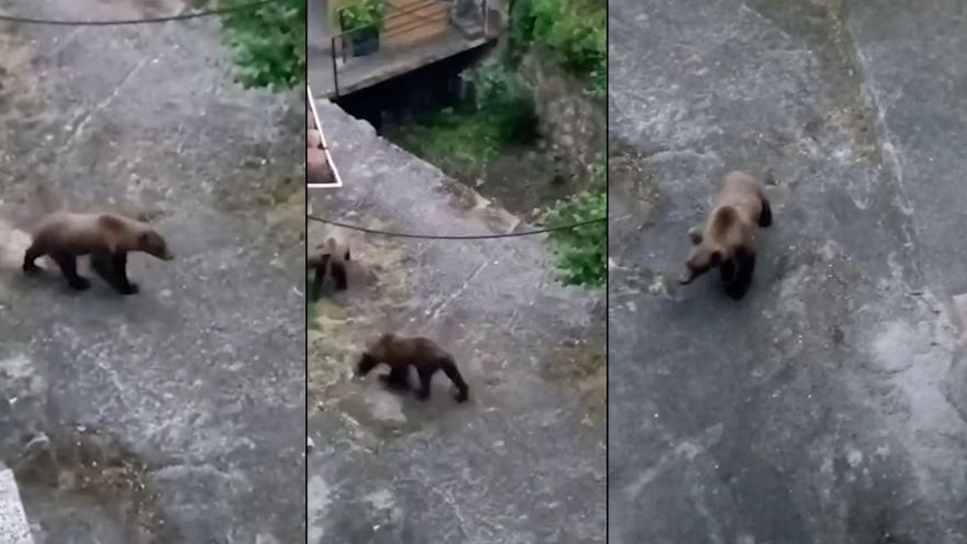 Dos osos jóvenes buscan comida en Almurfe (Belmonte de Miranda)