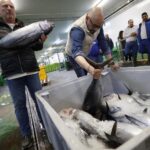 Así fue la primera subasta de bonito de la costera en la rula de Avilés