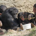 Los chimpancés salvajes también saben tocar el tambor para comunicarse