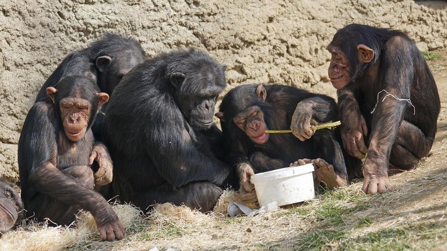 Los chimpancés salvajes también saben tocar el tambor para comunicarse