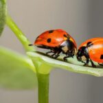 ¿Cuál es el motivo por el que se ha perdido el 75% de insectos del planeta?