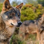 El miedo a grandes carnívoros como el lobo está más vinculado a la percepción social que a su abundancia real