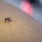El repelente ultrasónico de plagas favorito de los usuarios: olvídate de los mosquitos