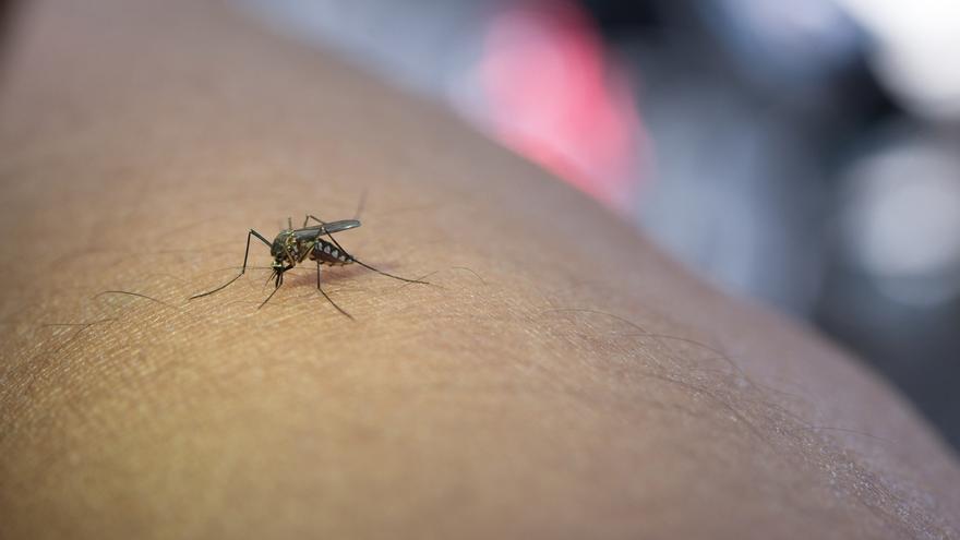 El repelente ultrasónico de plagas favorito de los usuarios: olvídate de los mosquitos