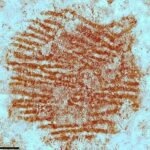 Primera evidencia directa del pensamiento simbólico neandertal: descubren en España una huella dactilar con ocre de 43.000 años
