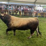 Gedrez se vuelca con su feria de la primavera: Más de un centenar de reses de veinticuatro ganadería participan en la cita
