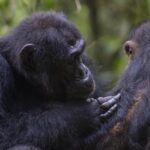 Los chimpancés utilizan plantas medicinales para socorrer a sus compañeros heridos