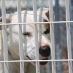 Detenida la dueña de un perro peligroso por agredir a policías tras morder su mascota a un vecino en Alicante