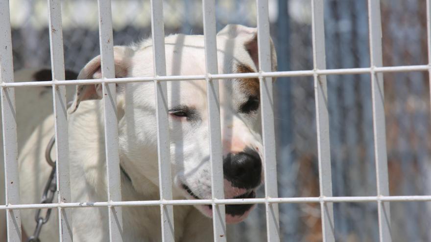 Detenida la dueña de un perro peligroso por agredir a policías tras morder su mascota a un vecino en Alicante