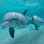 Así es el proyecto de Google con IA para aprender a hablar con los delfines