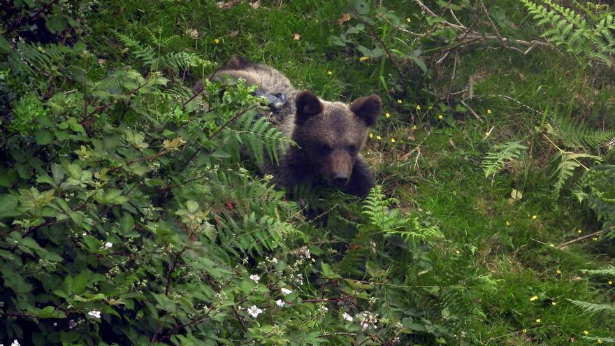 Muere un oso pardo despeñado en una zona escarpada de Cangas del Narcea