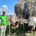 Del Rocío a Llanera: así son los toros en riesgo de extinción que llaman la atención en San Isidro