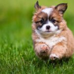 Así será el nuevo curso obligatorio para la tenencia de perros