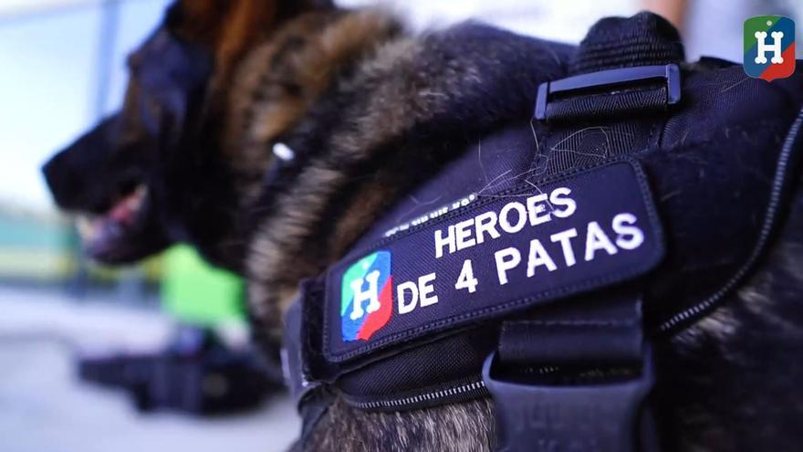 La Policía Nacional pide ayuda a toda España: «Adopta a uno de nuestros perros jubilados»