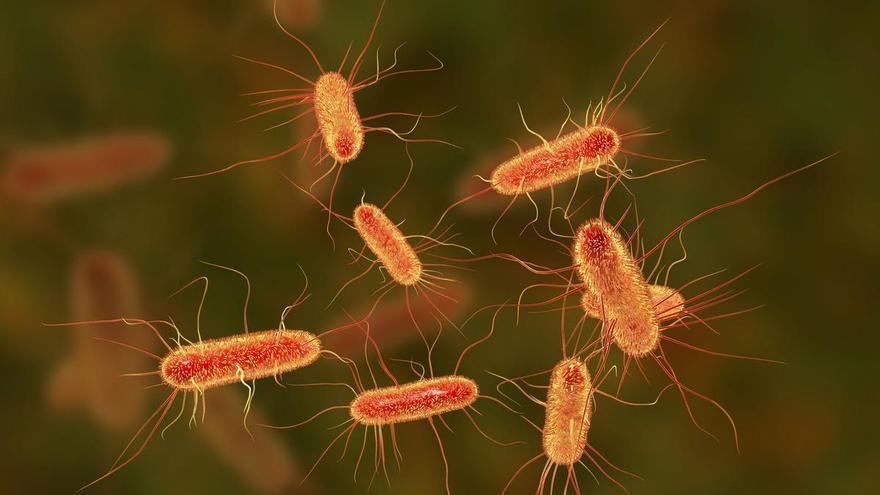 Esta es la bacteria relacionada con el aumento de casos de cáncer colorrectal entre los jóvenes