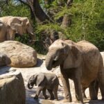 Los Bioparques, un novedoso ocio “con causa” para acercarse a la naturaleza y proteger la biodiversidad
