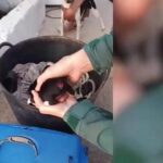La Guardia Civil rescata a cachorros de perro mutilados por su dueño