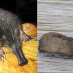 Estos son los dos animales españoles recién declarados en peligro ‘crítico’ de extinción