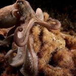 Descubren un pulpo con nueve brazos en aguas de Ibiza