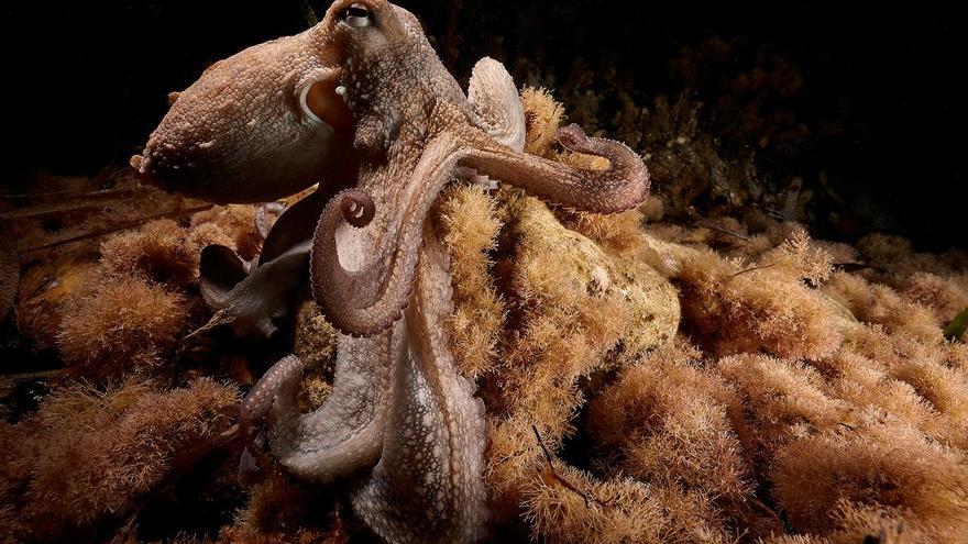 Descubren un pulpo con nueve brazos en aguas de Ibiza