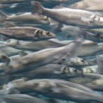 Confirmado: las áreas marinas protegidas aumentan la variedad y abundancia de peces