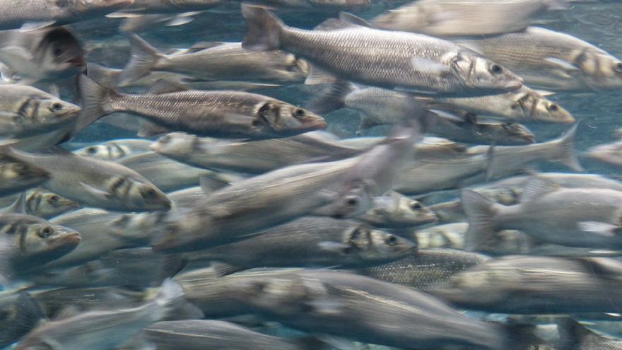 Confirmado: las áreas marinas protegidas aumentan la variedad y abundancia de peces