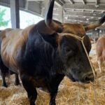 VÍDEO: Merchero, el toro mítico que triunfa también en Grado