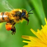 ¿Cuáles son los principales animales polinizadores y por qué son importantes?